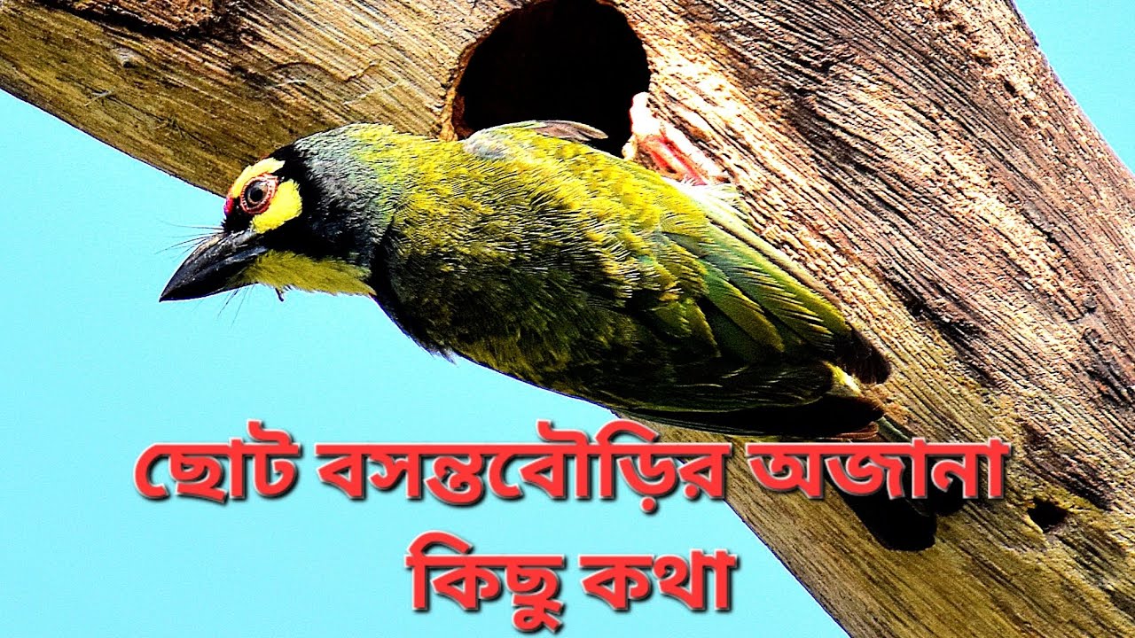 Coppersmith barbet ছোট বসন্তবৌড়ির জীবনের কিছু কথা।