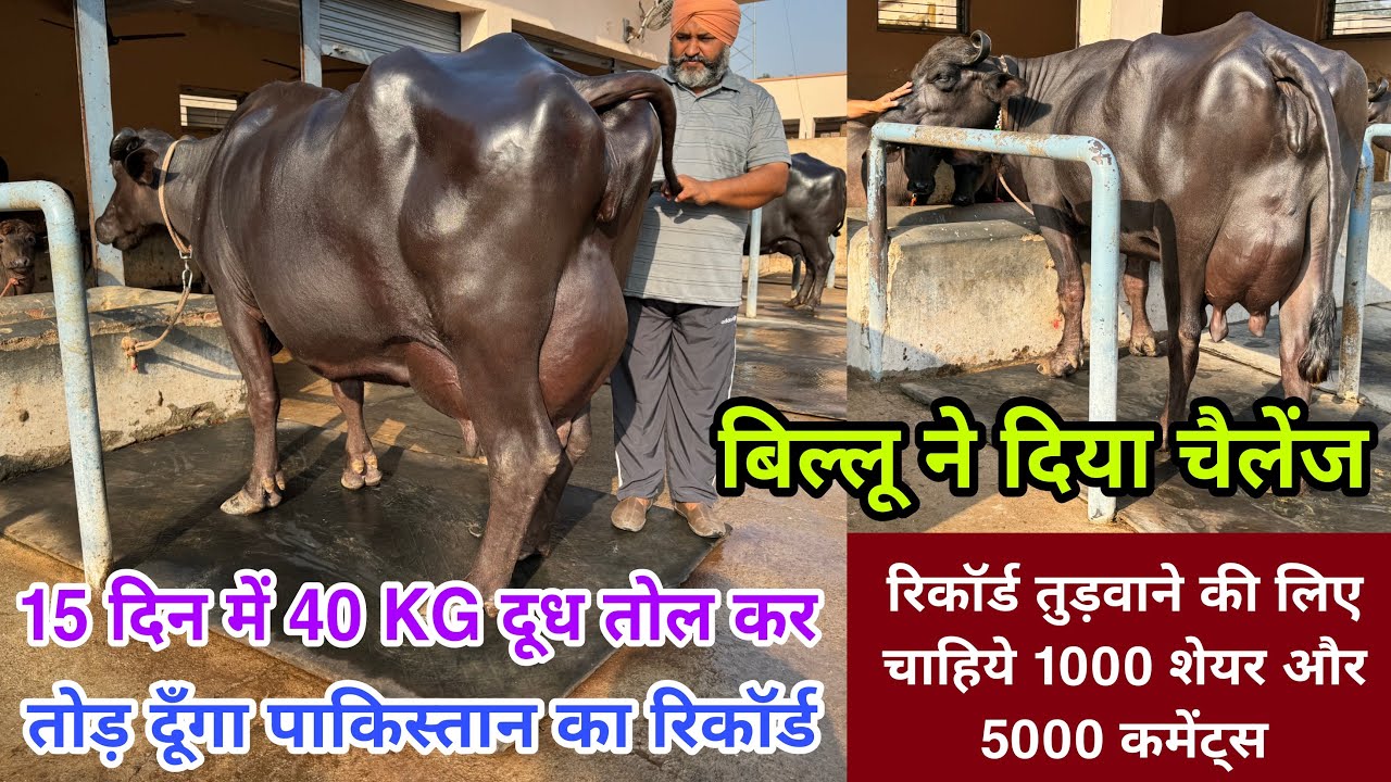 आइये मिलते है मशहूर मुर्राह पशुपालक बिल्लू भाई(9996824130) के यहाँ से🙏साहा, अंबाला(हरियाणा)