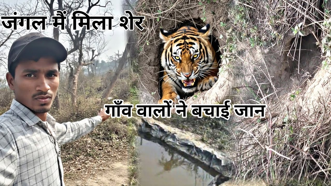 जंगल में मिला शेर 😱 || गांव वाले बच्चों की जान || JANGAL MAI MILA SER 🦁 || #vralvideo 