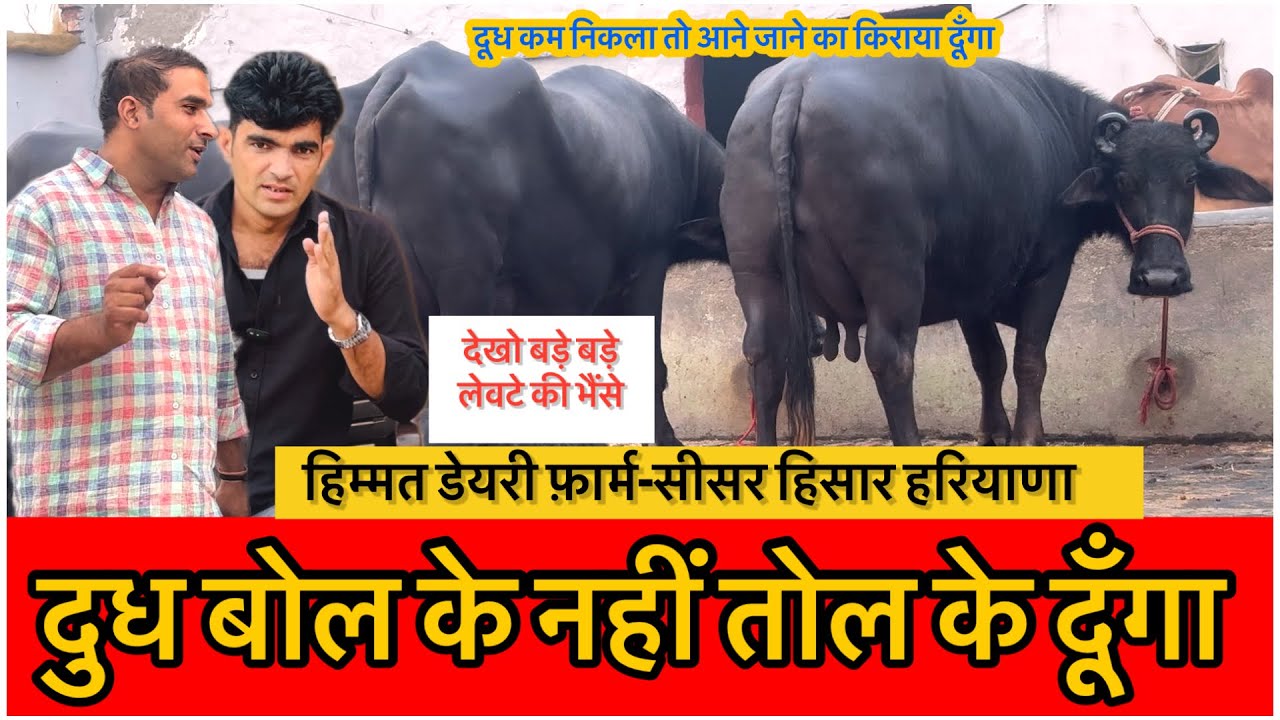 20 किलो दुध बोल के नहीं तोल के दूँगा जुबान है || HIMMAT SISAR HISAR HARIYANA|| 