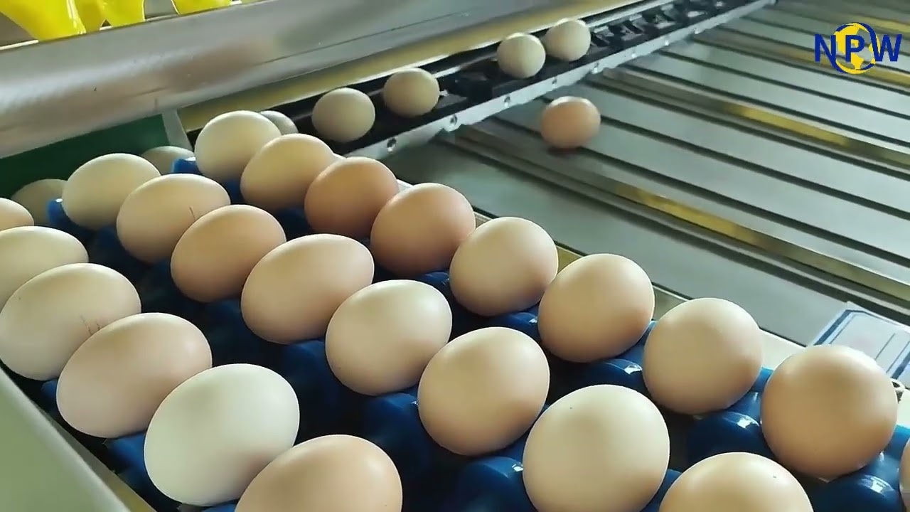Mechanical egg weight sorting machine with a capacity of 5000 eggs per hour
