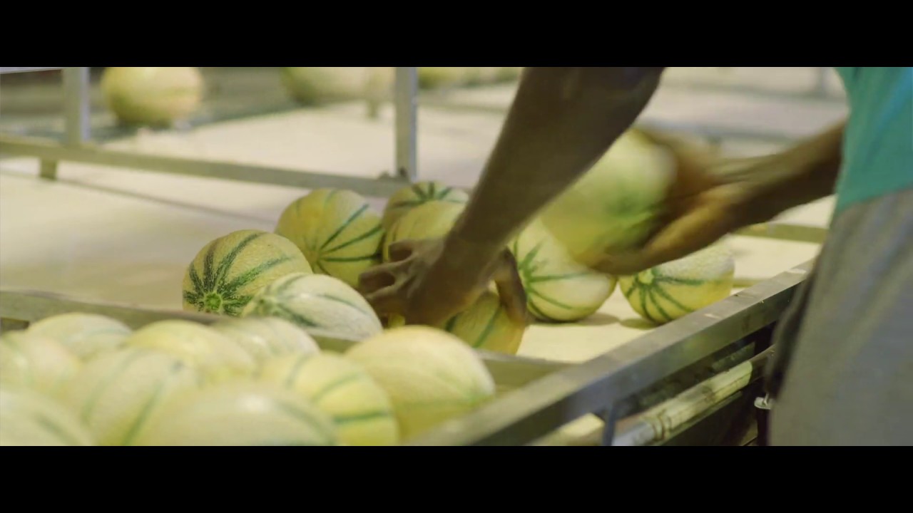 Seminis - La passion des d&eacute;veloppements des vari&eacute;t&eacute;s de melons charentais !