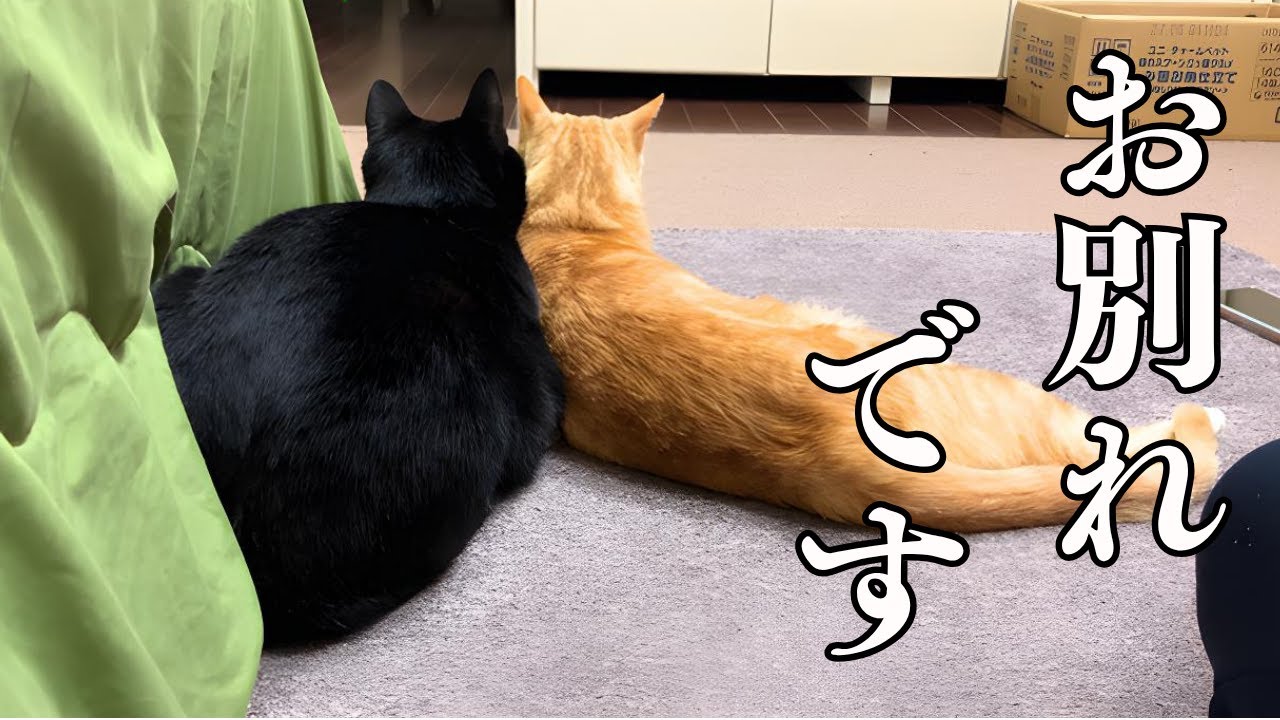 TNRのはずだった猫の運命が変わった日【幸運の猫が繋いだ奇跡】