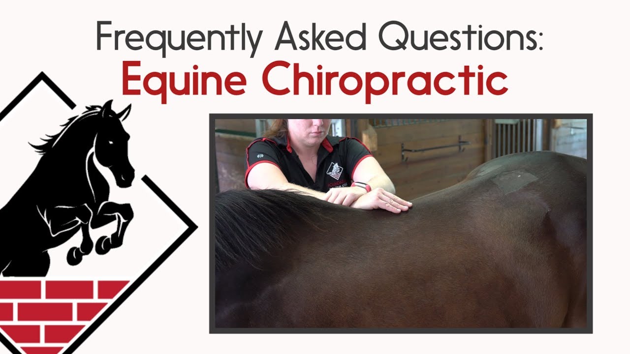 Equine Chiropractic- Frequently Asked Questions!