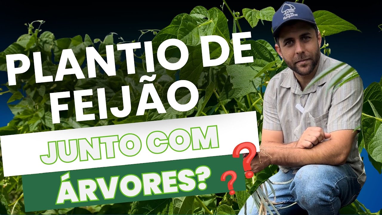 🌱 Plantio de Feijão em Agrofloresta: Nutrição, Regeneração e Produtividade 🌳✨