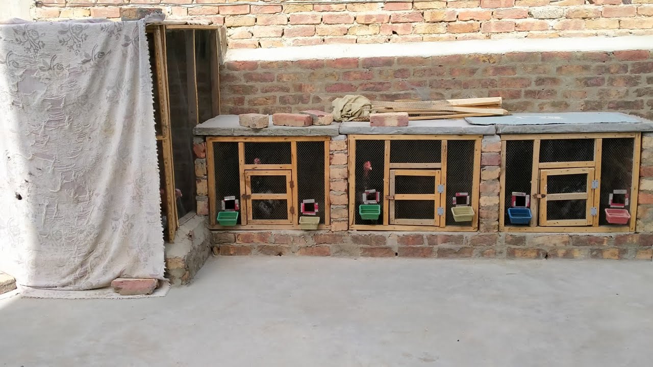 Aseels Ke Liye Cages Banaey | Part 2 | Total Cost | And Some Tips Watch Full Video.