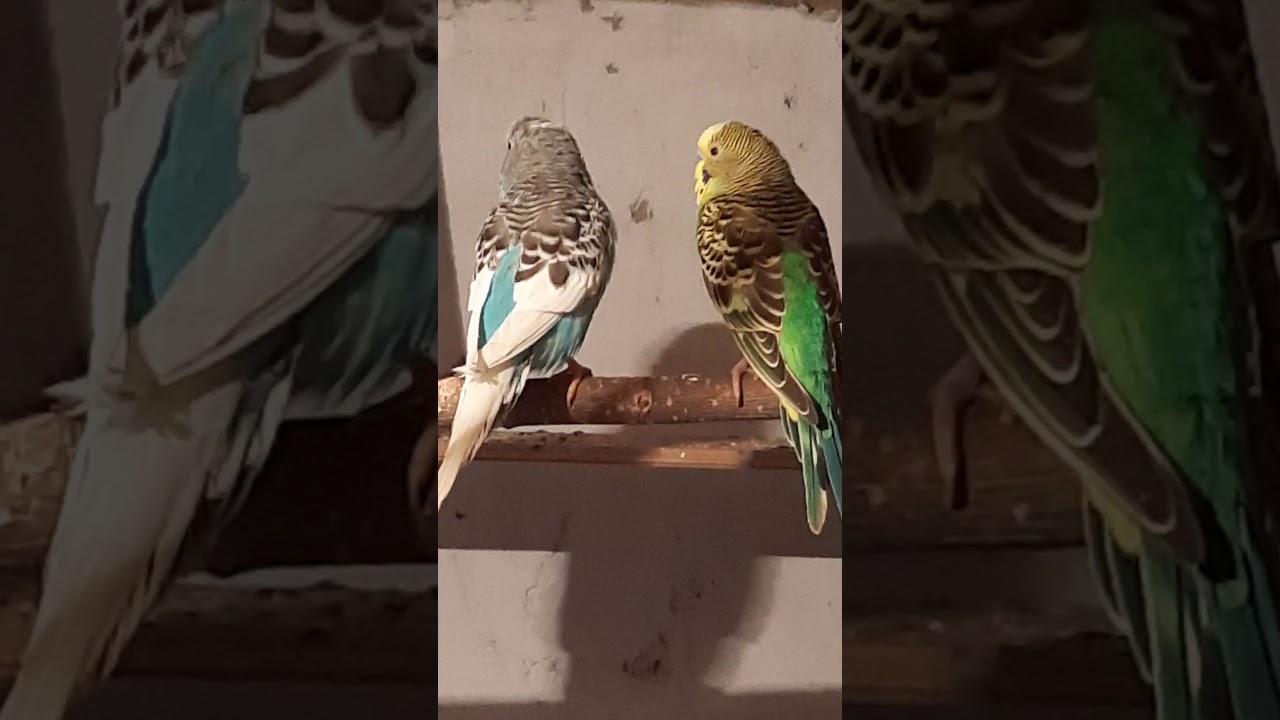 Incepem incet a pregati perusii pentru imperechere,raspund la intrebari priviti pina la final.