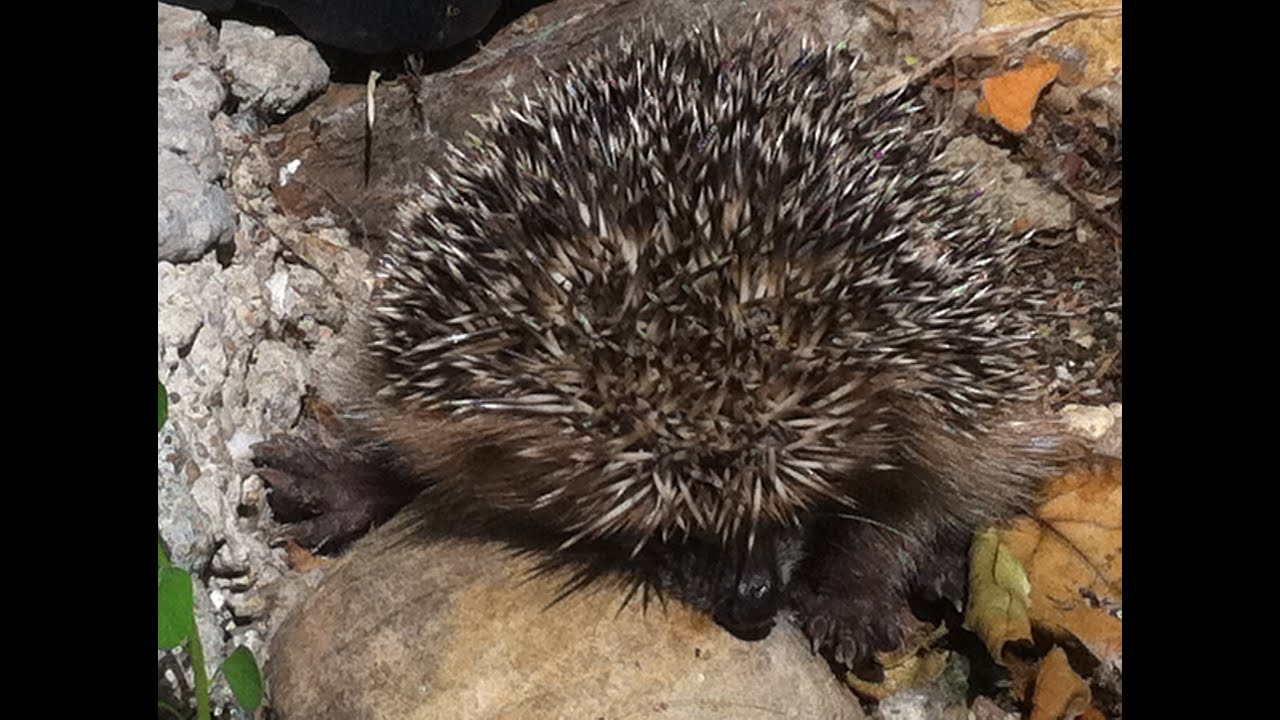 Bébé Hérisson au jardin chez Biloulettte - Vidéo fun