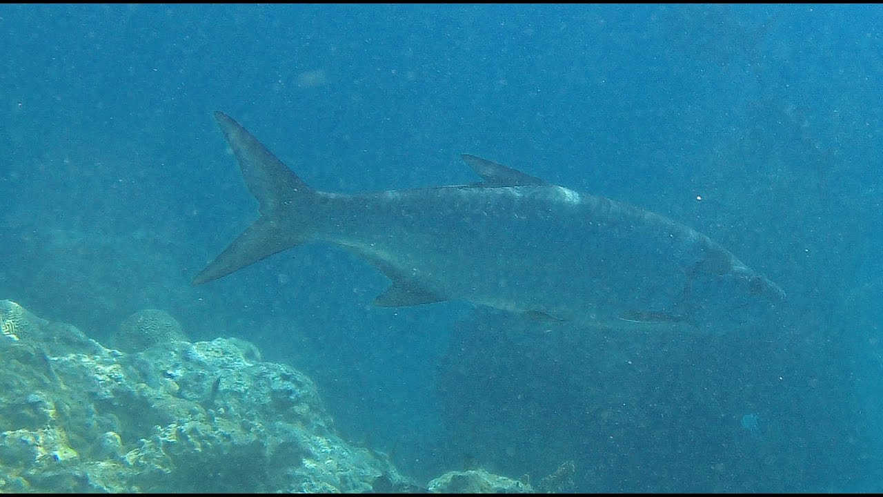 038 - île des caraïbes - La Guadeloupe - snorkeling ou randonnée palmée, réserve Cousteau