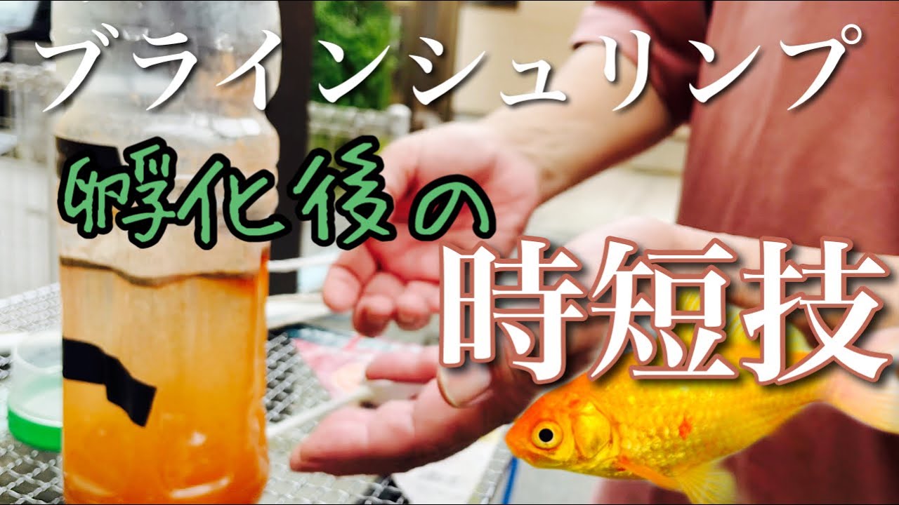 【金魚飼育】裏技？ブラインシュリンプ孵化後に殻とシュリンプを綺麗に分離する方法