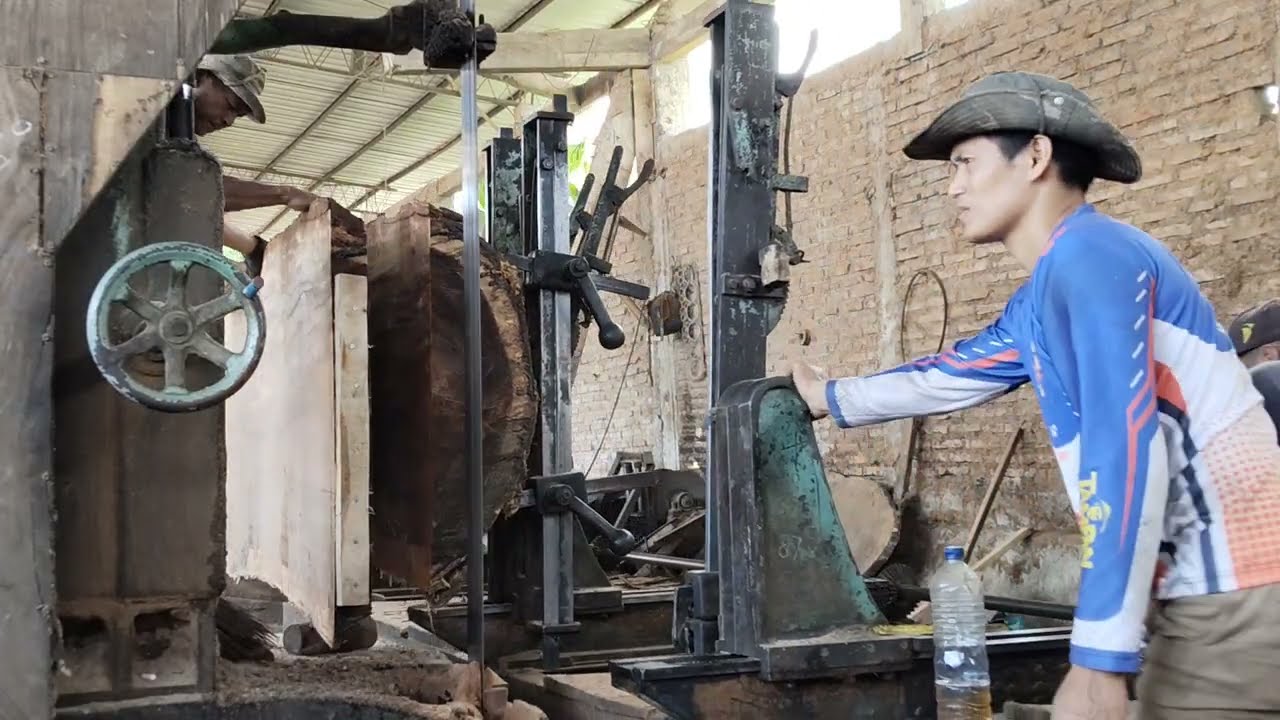 Kejadian aneh kayu bolong di makan hewan kecil pemakan kayu saat di gergaji bandsaw