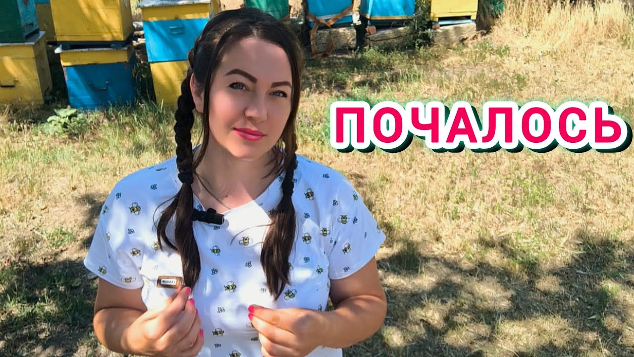 Починається головний взяток. Що треба зробити, щоб взяти більше меду. Підготовка пасіки до ГВ.