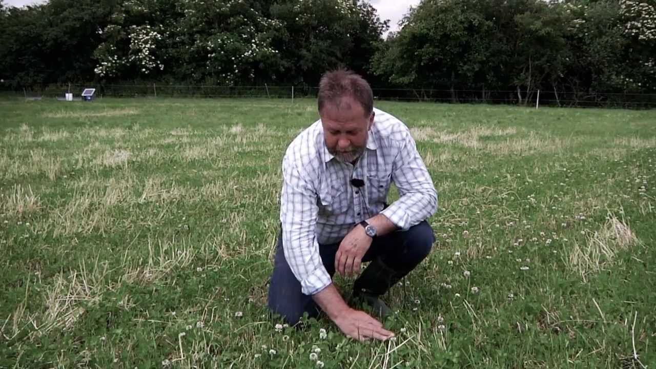Kløvergræs som gødning til korn