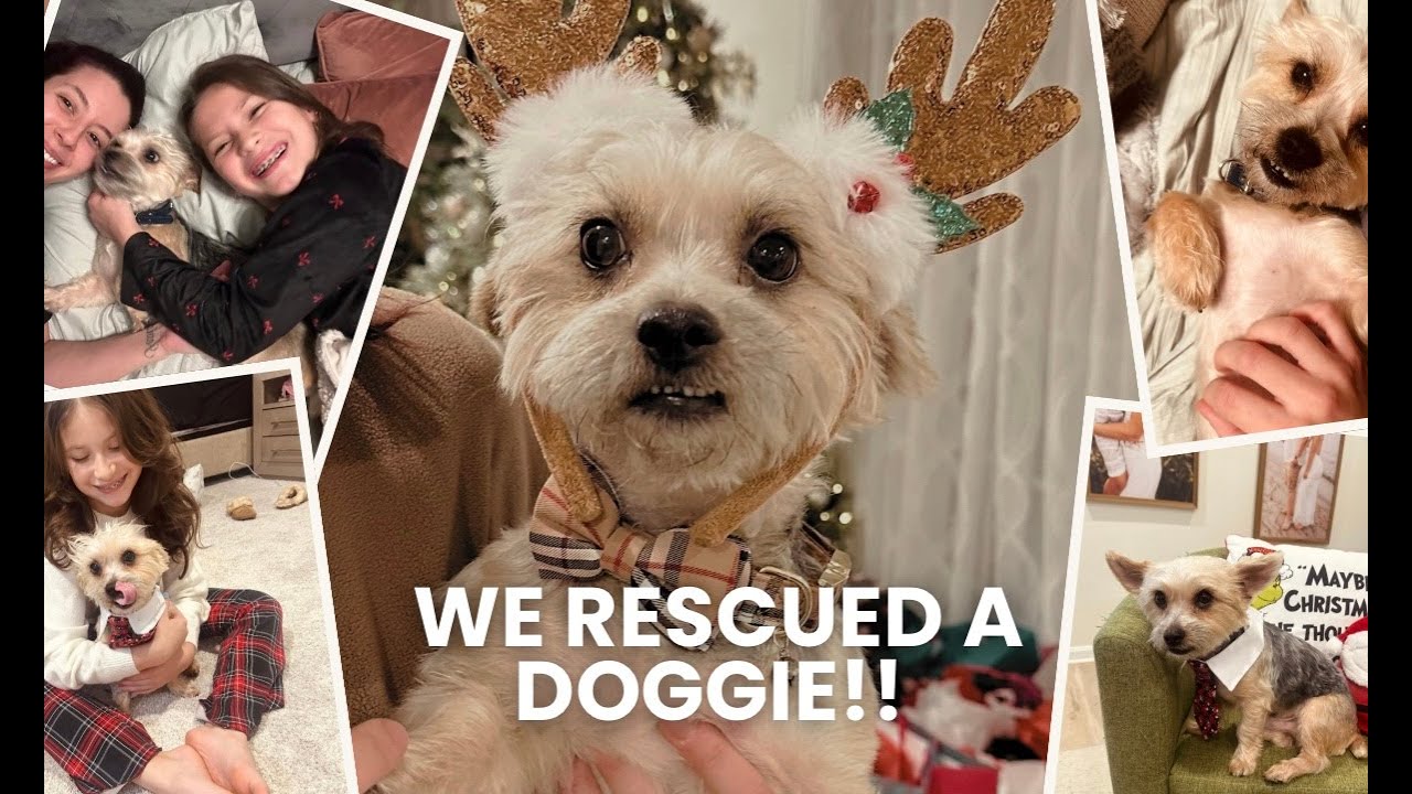 We rescued a dog! *UPDATE*