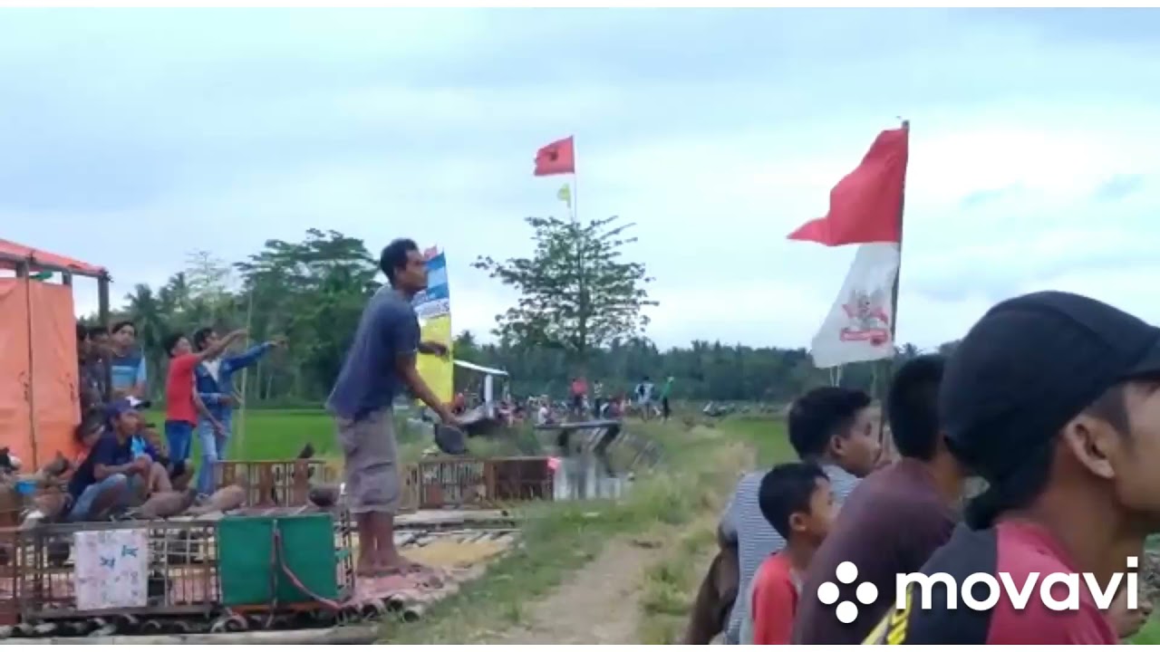 merpati tomprang purworejo