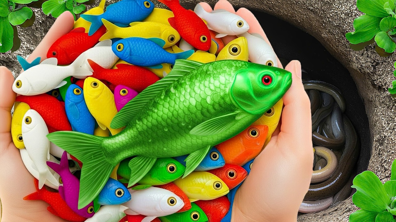 Catch Beautiful Aquarium Fish In Small Pond, Baby Turtles, Eel, Pencil Fish, Guppies Blu, Molly Fish