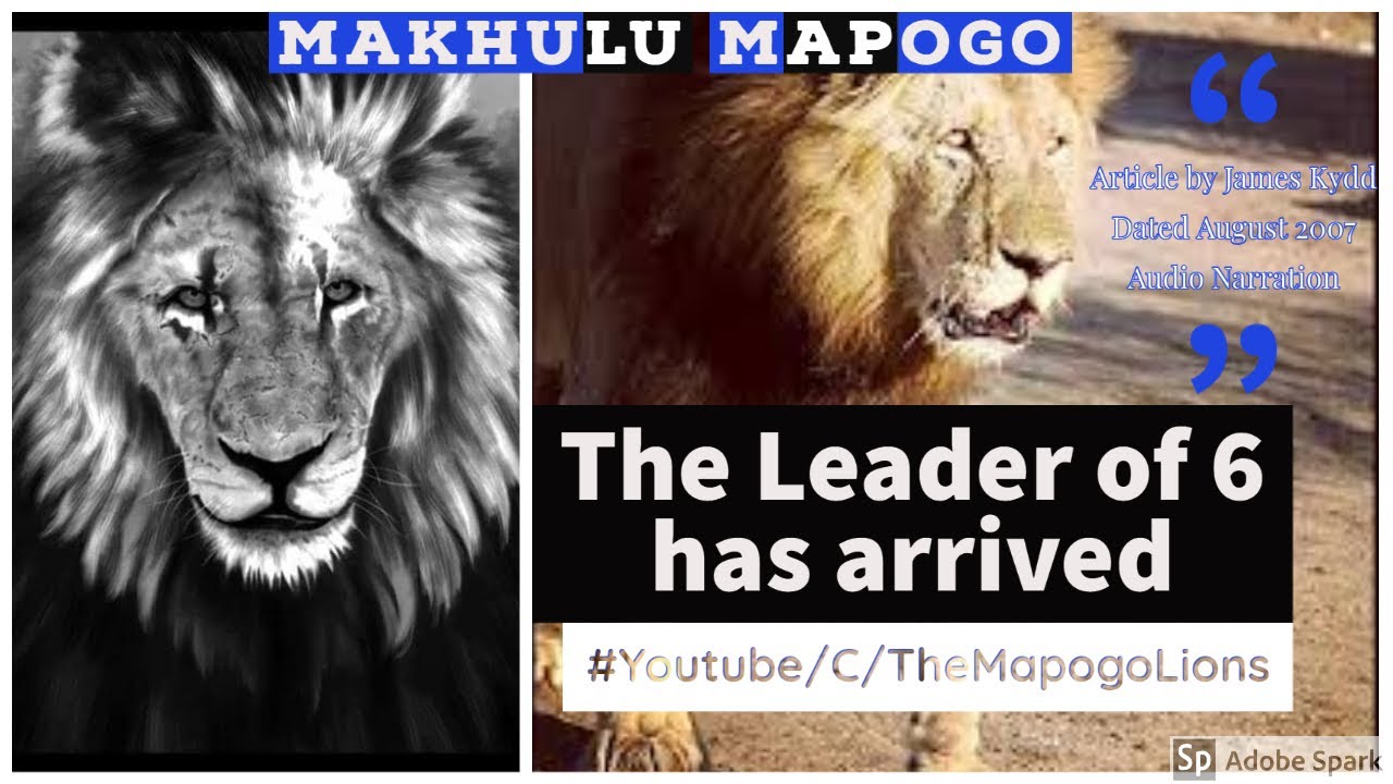 Makhulu Mapogo Lion Tribute