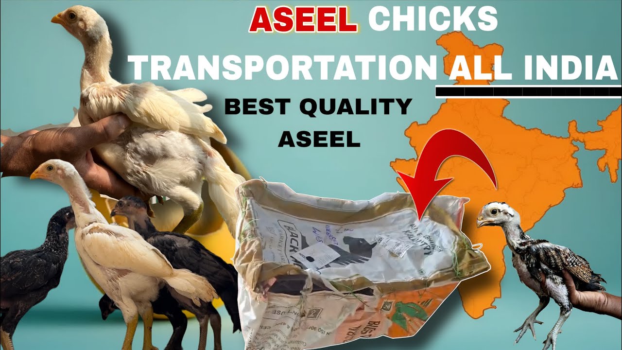 Aseel Chicks Sale In Karnataka | All India Delivery Available | Aseel @RonFarms 