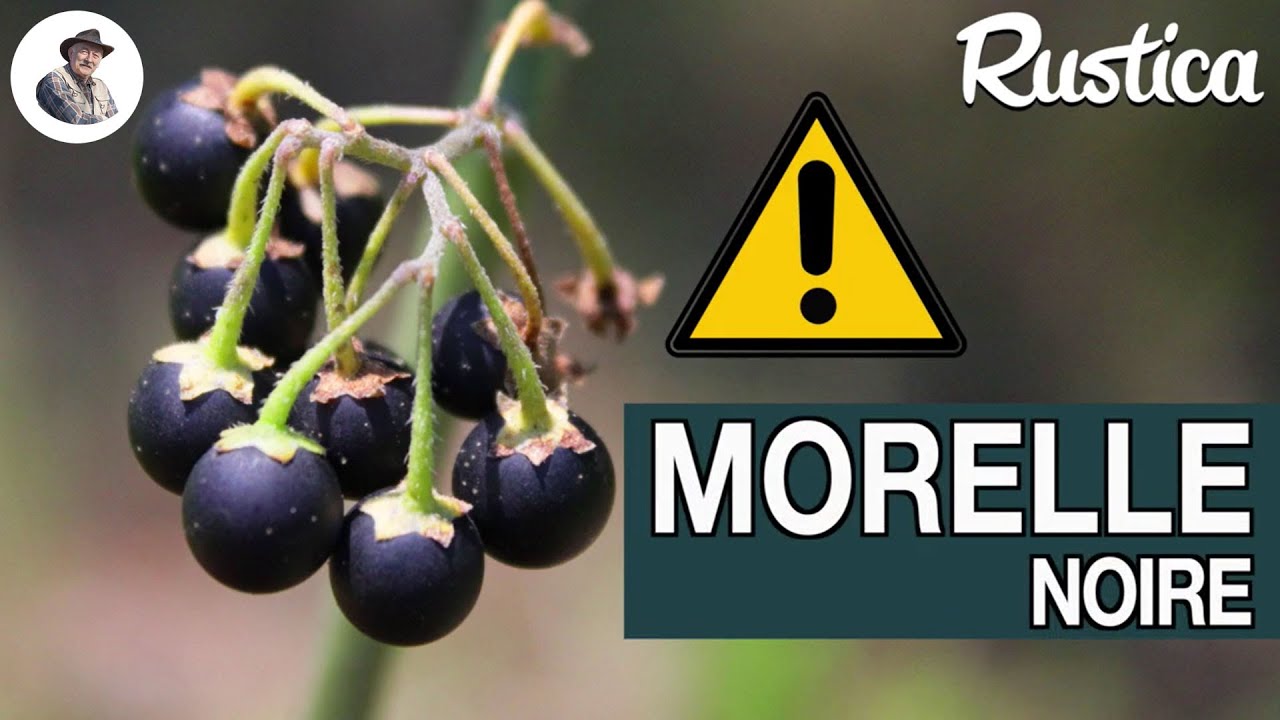 La morelle noire, une fleur toxique !