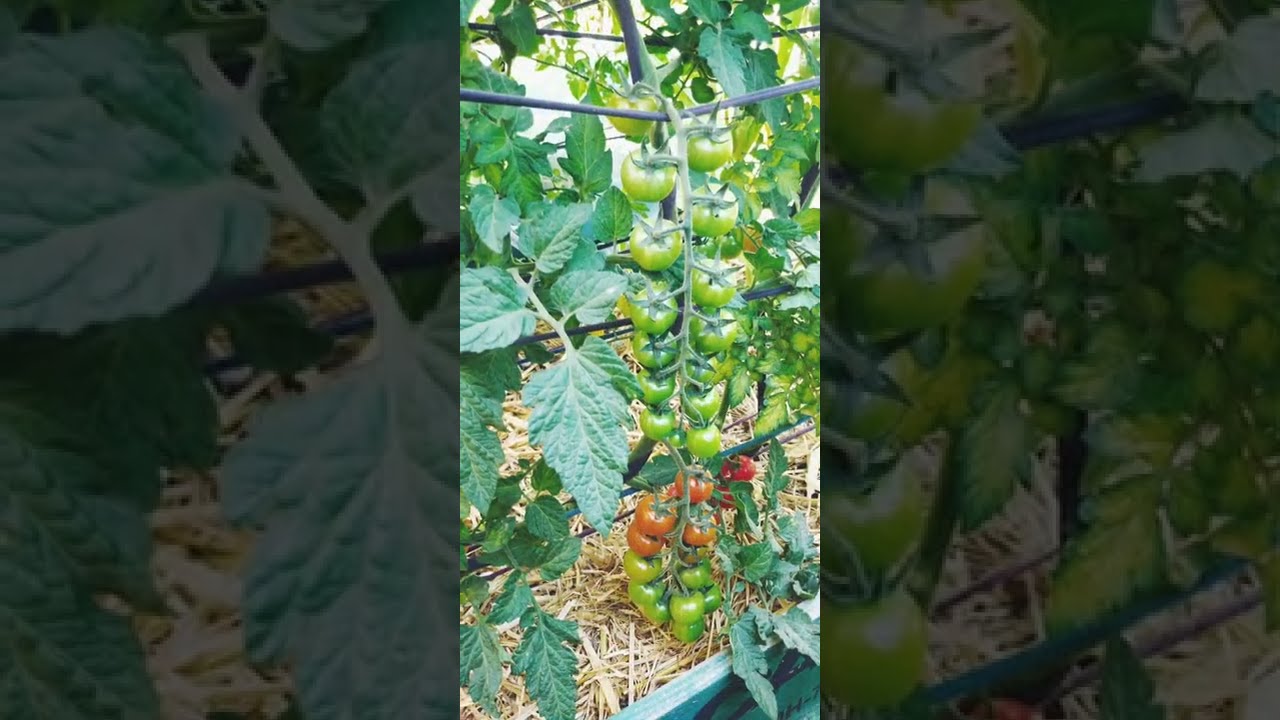 אדנית עגבניות שרי ותירס משתילה ועד קטיף