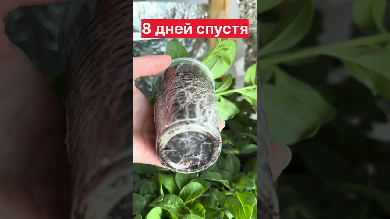 Когда сеять петунии чтобы рассада была крепкой. Почему нельзя торопиться #петуния
