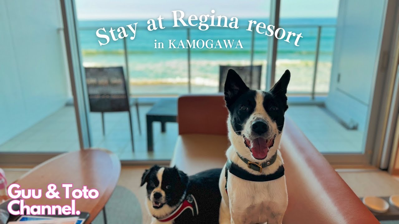 【まるでハワイ！？】鴨川のドッグリゾートで癒しの旅🌺｜犬と入れる炉端焼きを発見🐟
