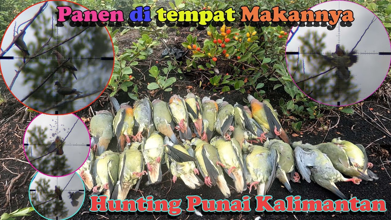 Hunting Punai Kalimantan Jungle Birds - Panen ditempat makannya punai