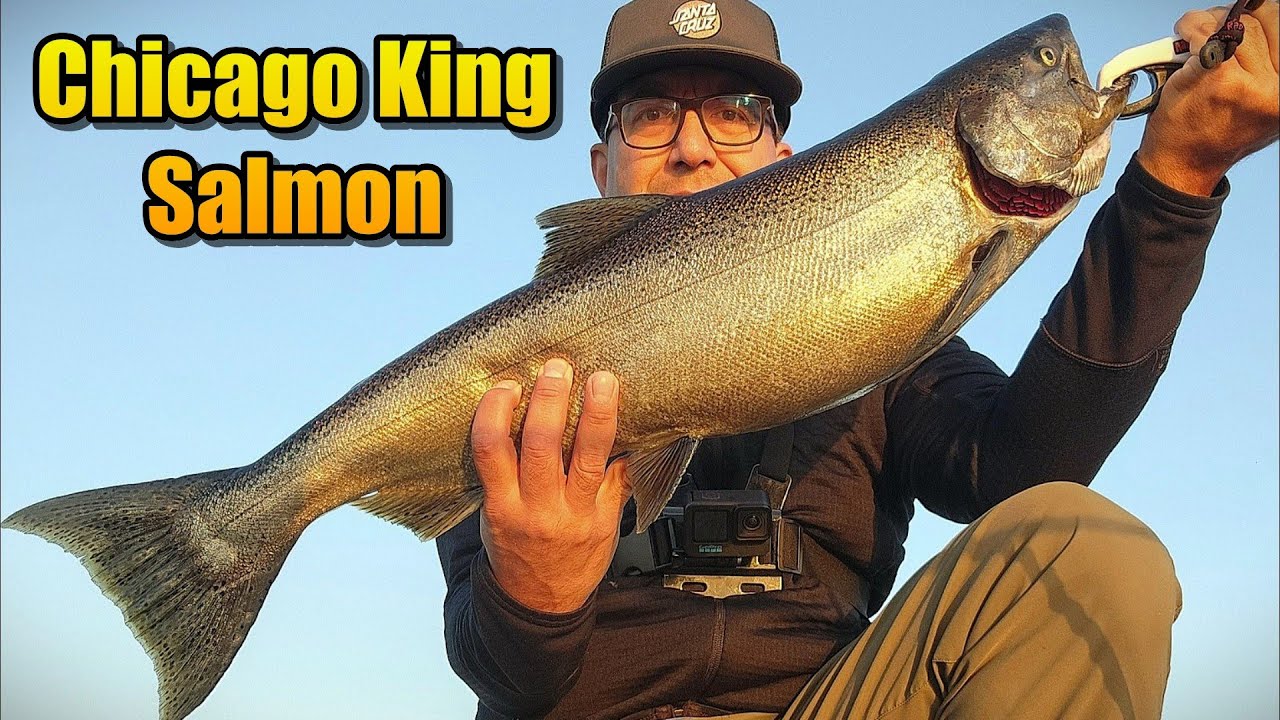 Chicago King Salmon Fast Action 2025