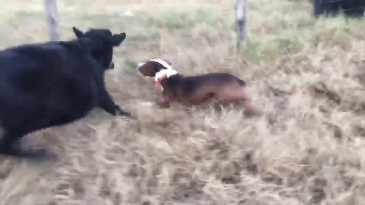 Gus, a herding McNab Shepherd, moving cattle.