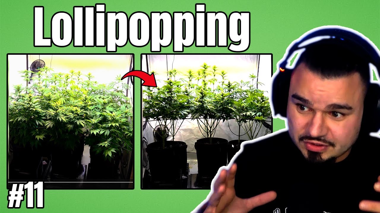 Unten ALLES weg &ndash; oben voller FOKUS! Bl&uuml;ten wachsen stark | Grow Tagebuch #11