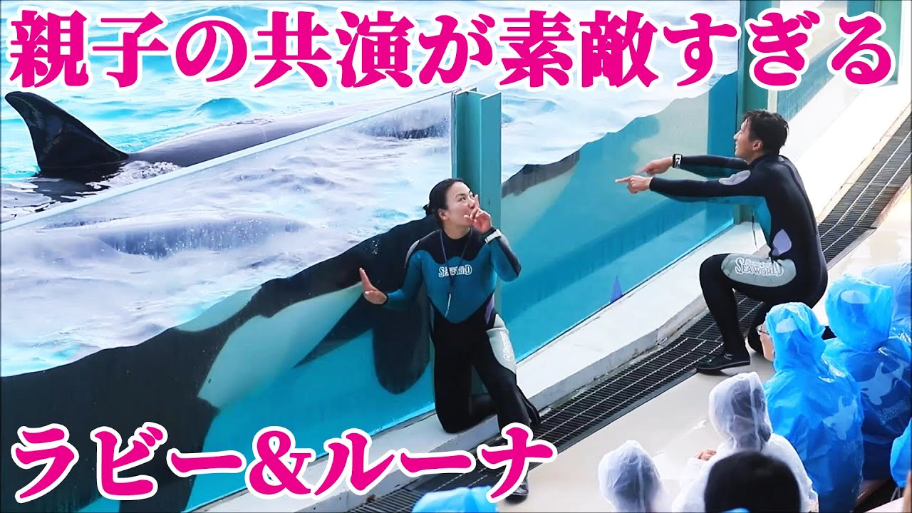 天才シャチ親子「ラビー&ルーナ」の共演にほっこり!! 鴨川シーワールド シャチショー KamogawaSeaWorld