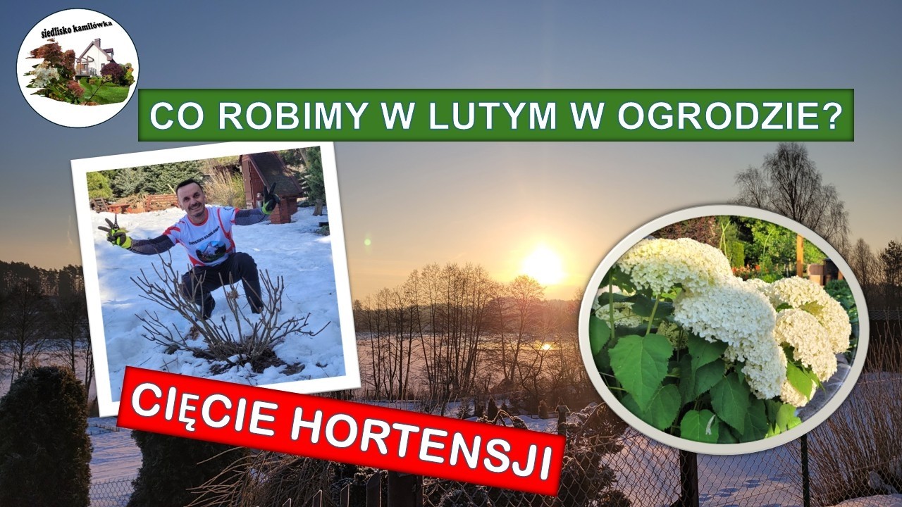 SK 80. Co robimy w lutym w ogrodzie? Cięcie hortensji. Ale nie każdej.