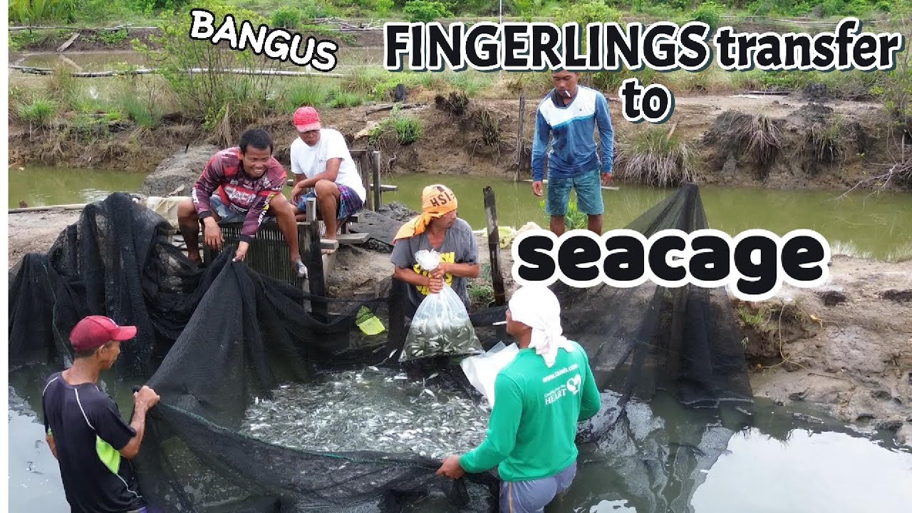 Bangus  fingerling from pond