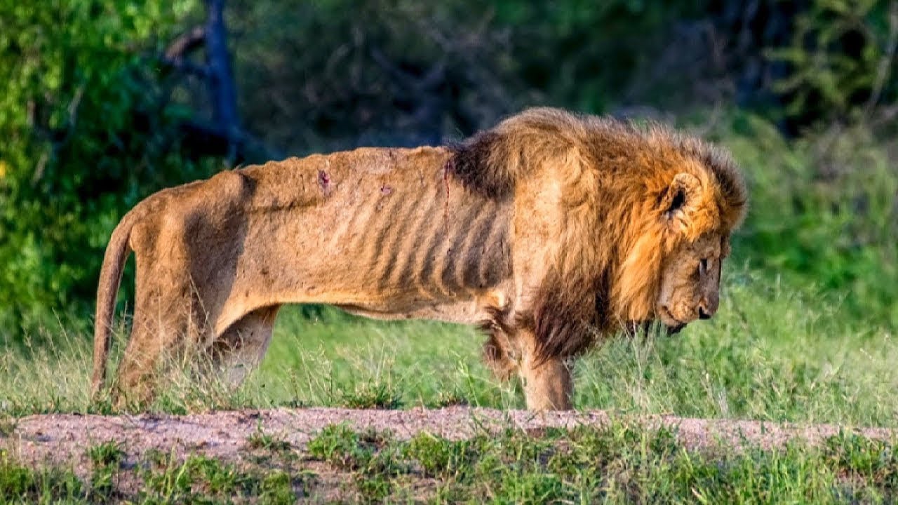 ANIMALS THAT ASKED PEOPLE FOR HELP!