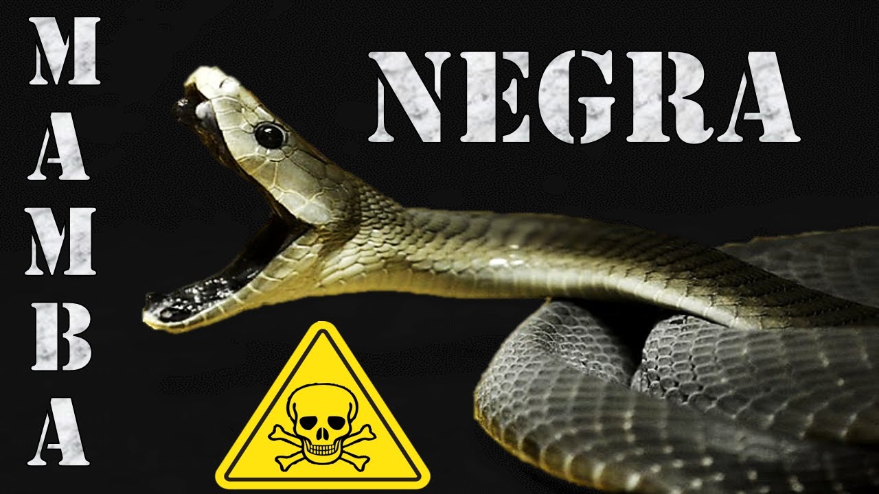 MAMBA NEGRA - El TERROR Africano
