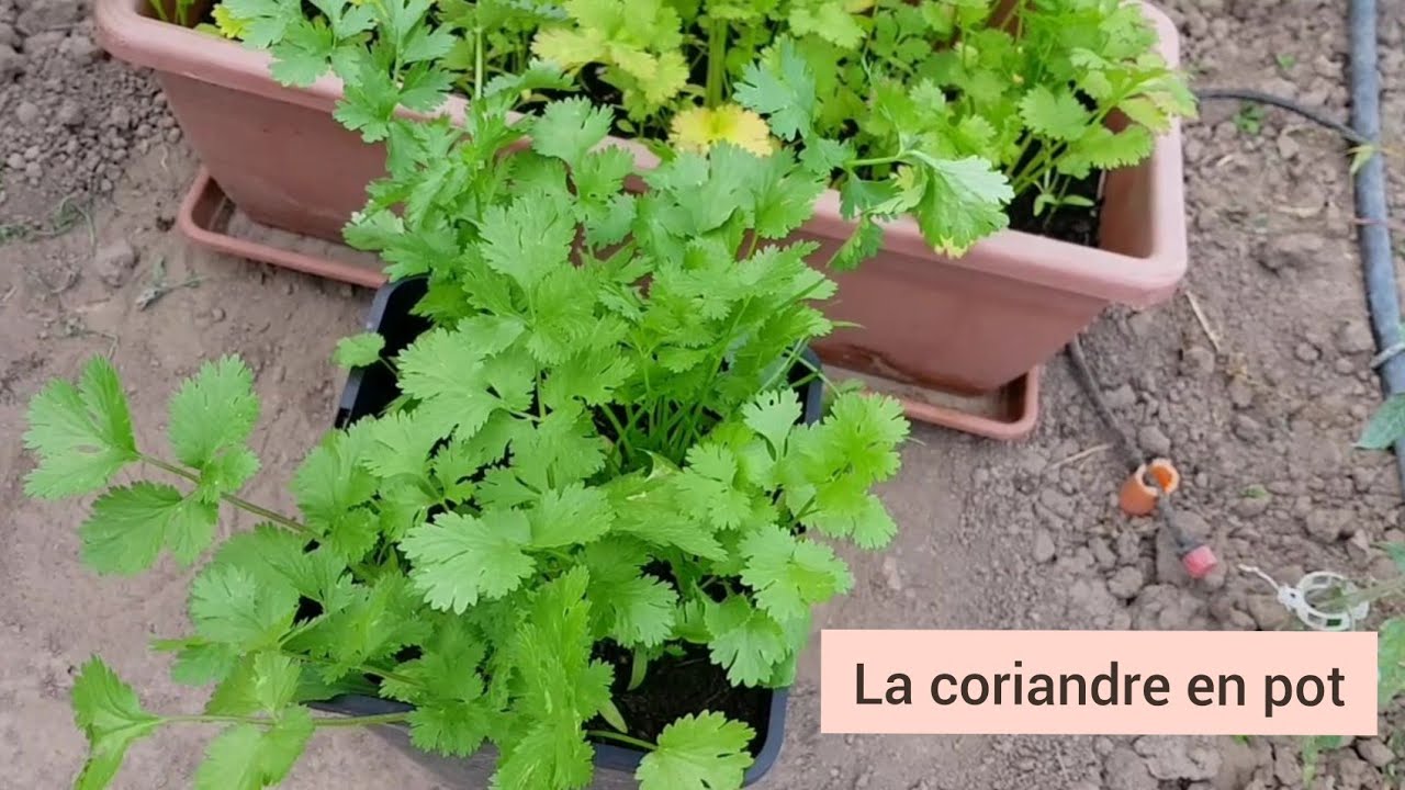 Faire pousser la coriandre en pot