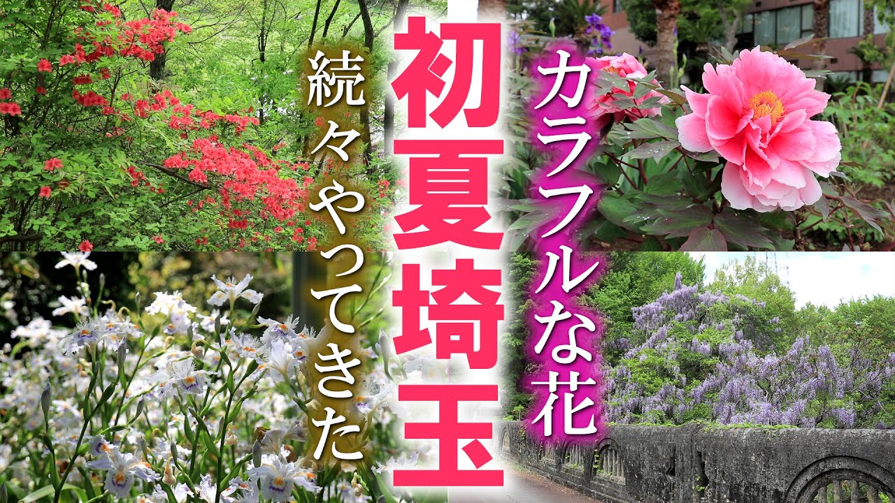 【今行きたい】初夏の埼玉 花めぐりの旅/牡丹/フジ/ヤマツツジ/埼玉観光旅行vlog