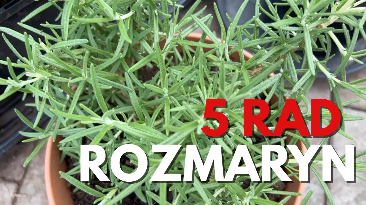 5 rad -  jak uprawiać rozmaryn w doniczce i w ogrodzie.