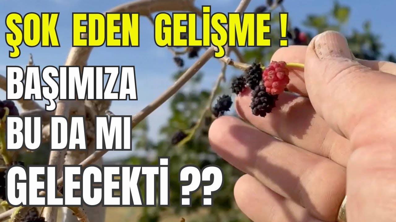 Что такое перевернутая шелковица и как ее вырастить? #шелковица #обратная шелковица #hobibahçesi