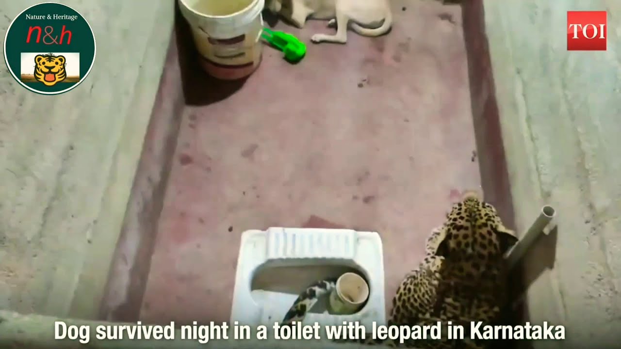 Dog Miraculously Survives after Getting Trapped in Toilet with Leopard. #NatureAndHeritage 🐯 |TOI|