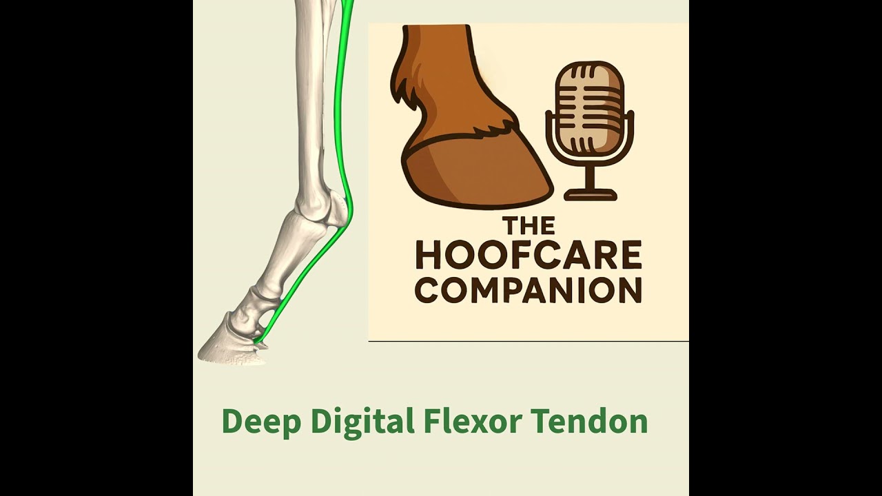 Episode 1 - The Deep Digital Flexor Tendon
