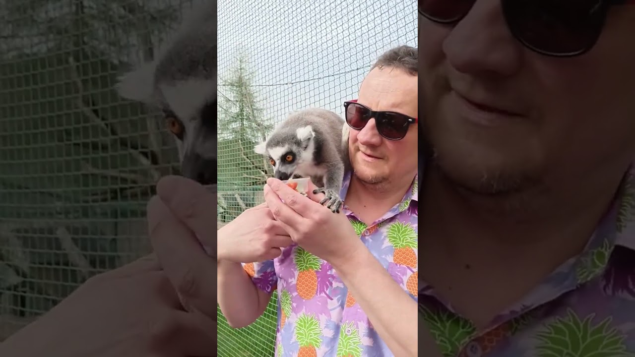 Chcesz nakarmić Lemura? Przyjedź do ZOO Łączna 🥕🐵🐒#lemur #zoołączna #samochodemnawakacje #dolnyśląsk