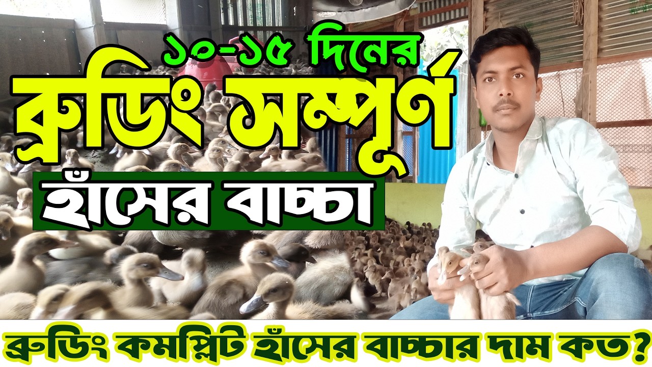 ব্রুডিং কমপ্লিট হাঁসের বাচ্চার দাম কত? ১০–১৫ দিনের ব্রুডিং সম্পন্ন হাঁসের বাচ্চা বিক্রয় করা হবে |