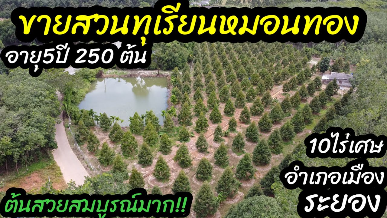 #ขายสวนทุเรียนหมอนทองนางฟ้าเมืองระยอง 10ไร่เศษ ขายยกแปลง 16,500,000บาท0890986866 หนู
