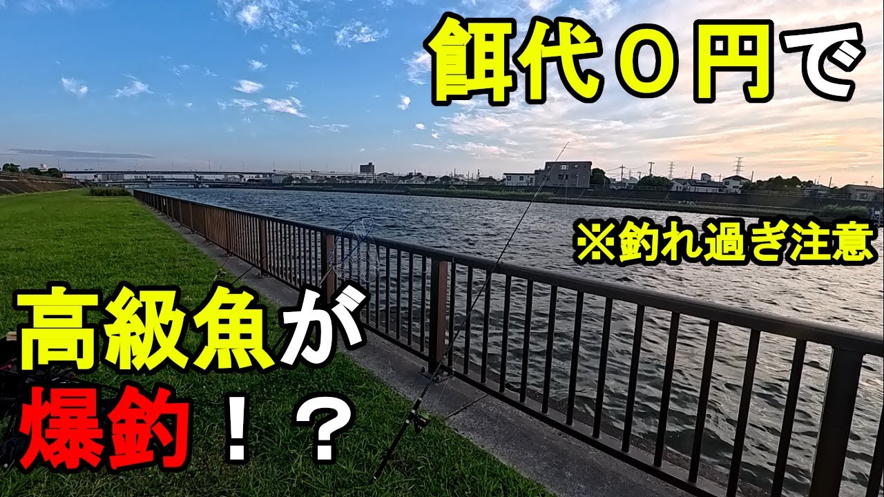 【東京都某所】餌代0円で高級魚が爆釣！？真夏の時期に関東地方の都内にある河川で夜釣りをしてみたら、衝撃の展開に…！【2025年8月上旬】