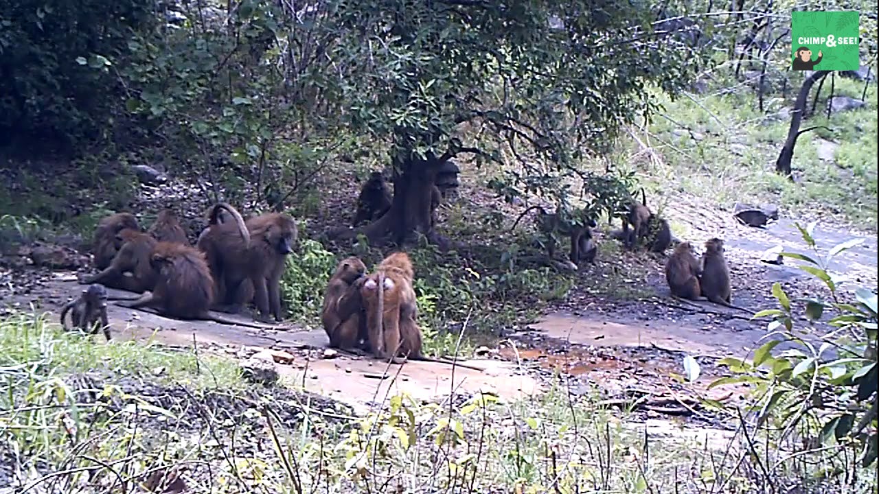Guinea baboons relaxing and playing