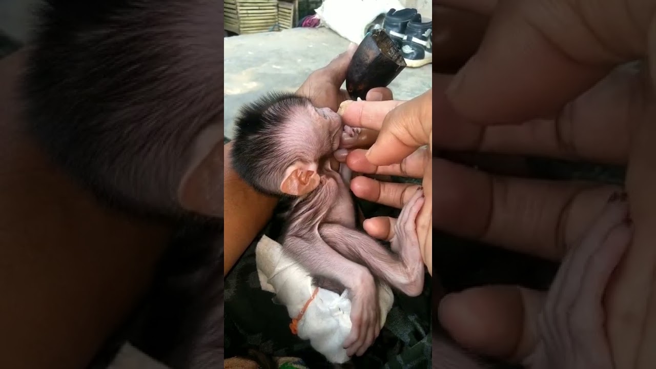 merawat bayi monyet dulu (momo si mocy)🙏#monkey