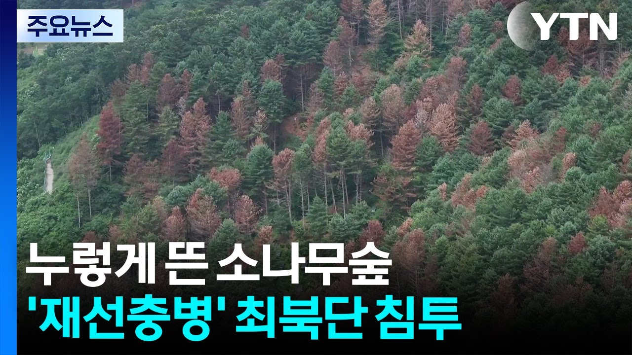 누렇게 뜬 소나무숲...최북단 침투 '재선충병' / YTN