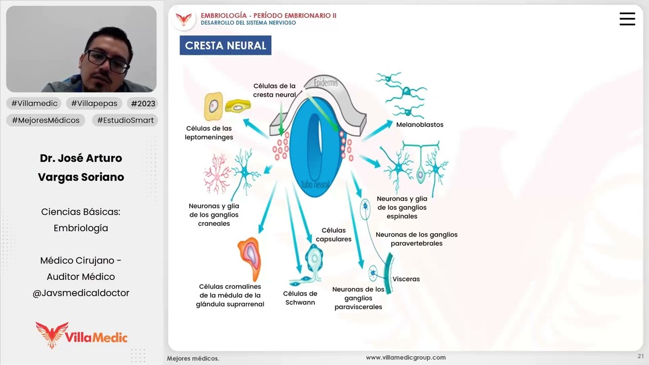 Desarrollo del sistema nervioso | Cresta neural