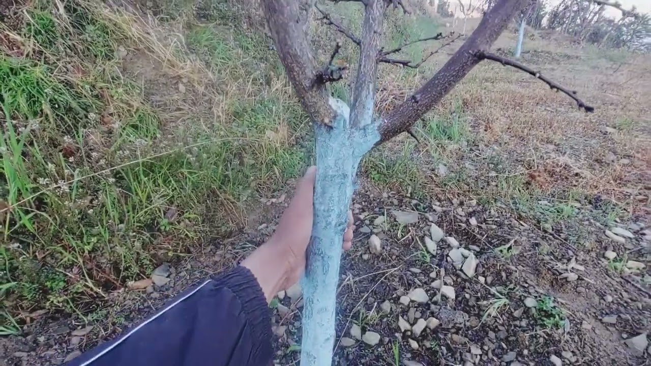 Canopy management in plum #atorchard #plum 